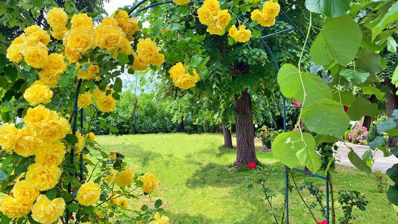 https://honeypot0.s3.amazonaws.com/1699826426725-gallery-palatul-ghica-tei-27.jpg