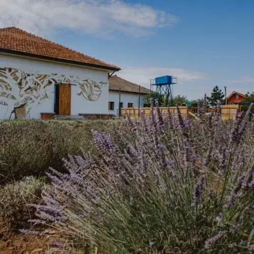 Gradina cu Lavanda