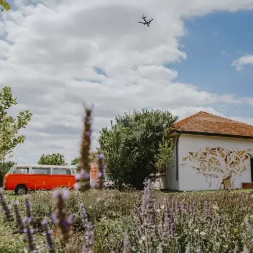 Gradina cu Lavanda