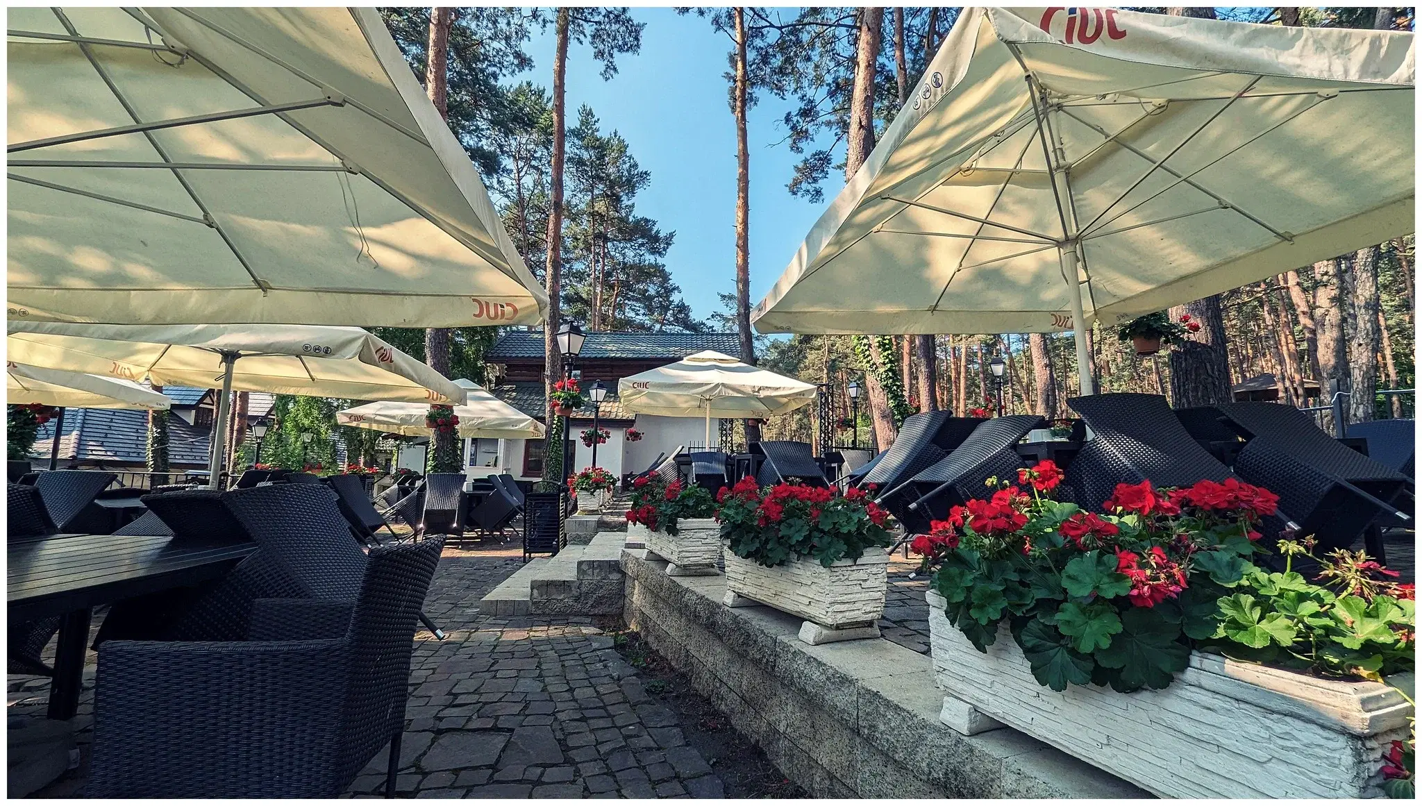 Parcul cu Pini