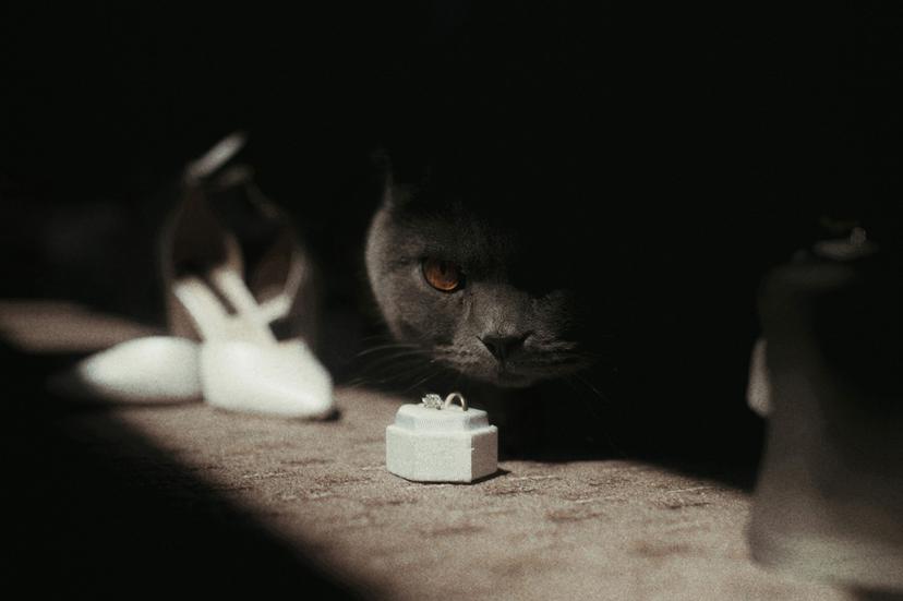 https://honeypot0.s3.amazonaws.com/gallery/1737626114859-gallery-2018628.jpeg